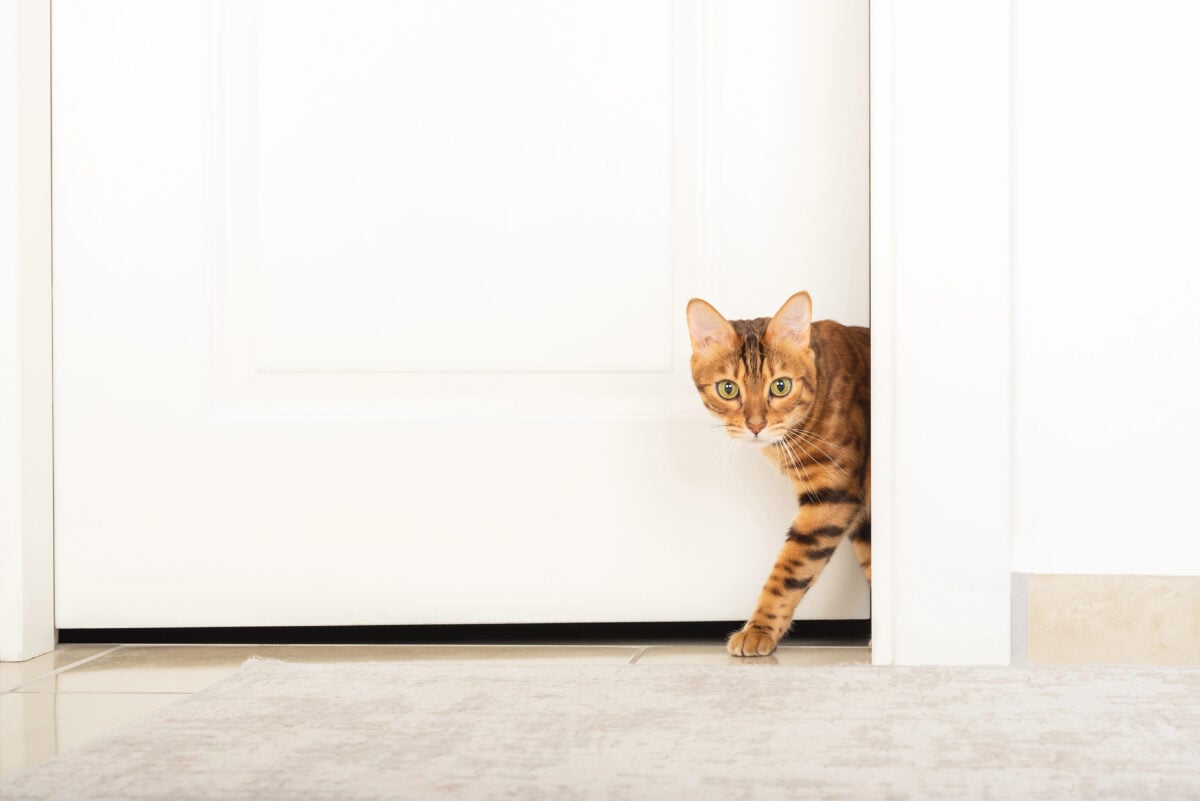The golden Bengal cat cautiously leaves the room.