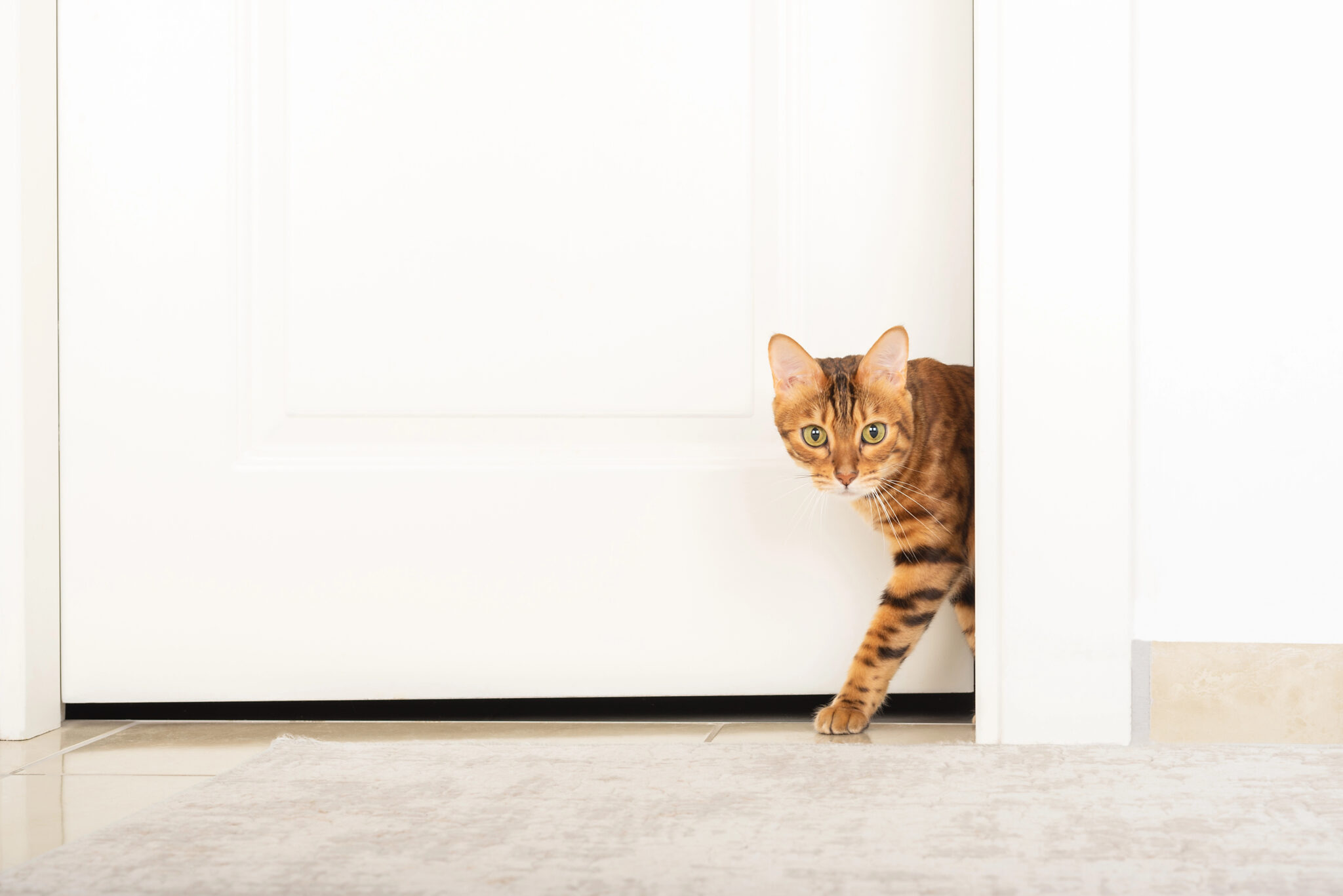 Picture Idea: Smart Owners Know These 10 Bengal Cat Health Issues