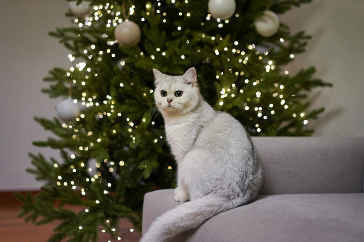 White cat in front of Christmas tree. 