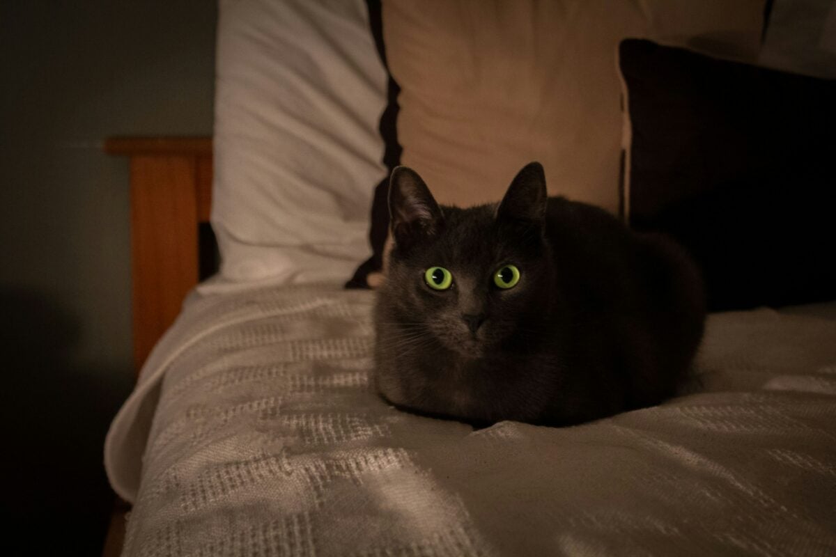 A gray cat with green eyes sitting on a bed in dimly lit room.