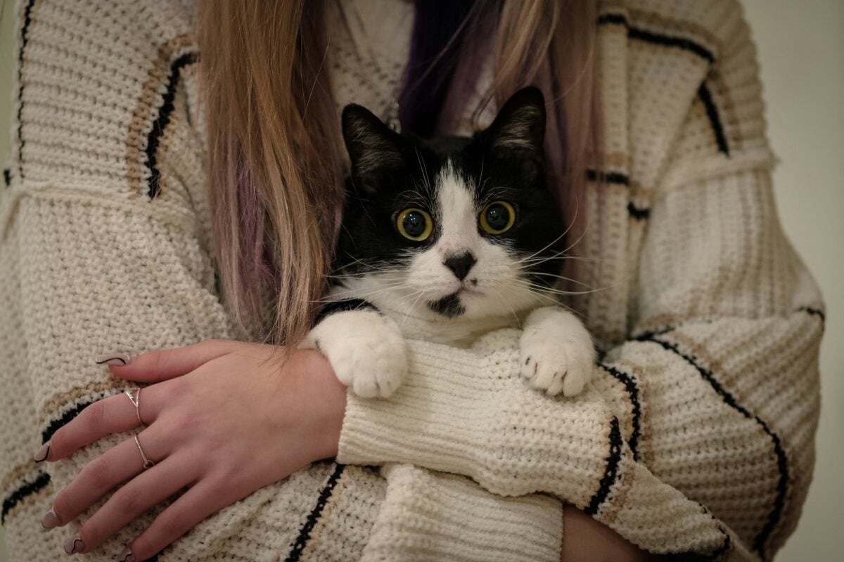 A black and white cat in a woman's arms.