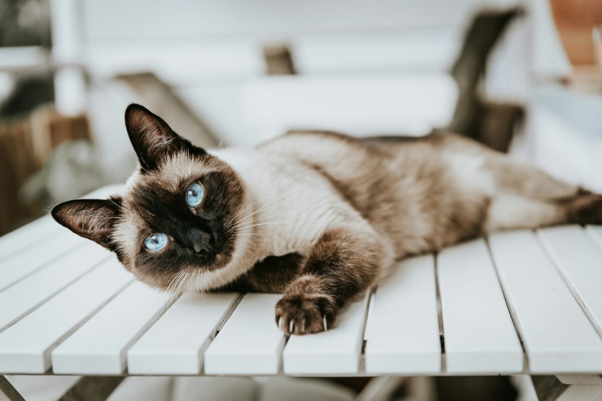 Beautiful Siamese Thai cat lying relaxed on the table.
