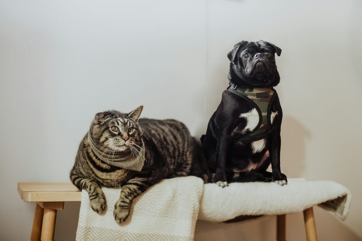 Black dog and striped tabby cat sitting on a bench together