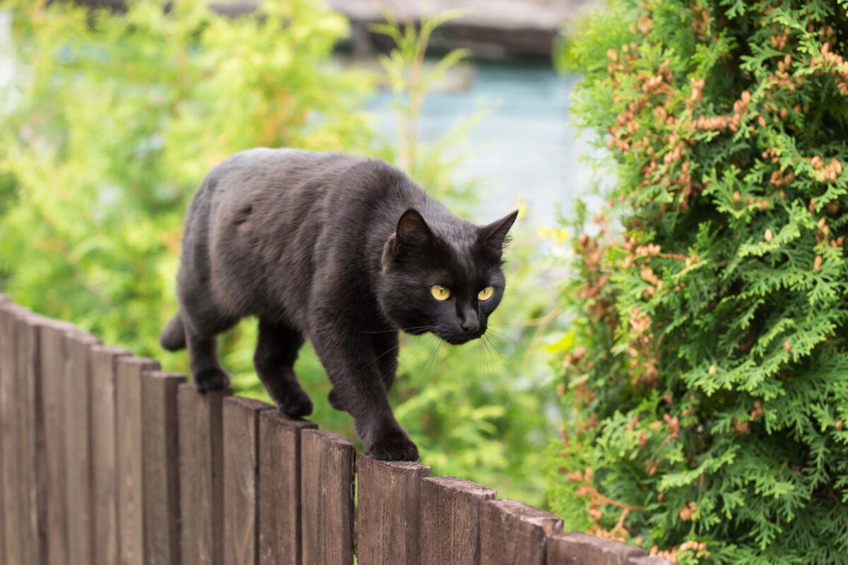 Bombay black cat walking on wooden fence in village garden
