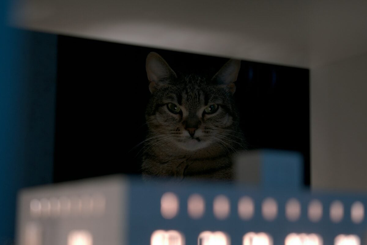 Cat relaxing in dark space.