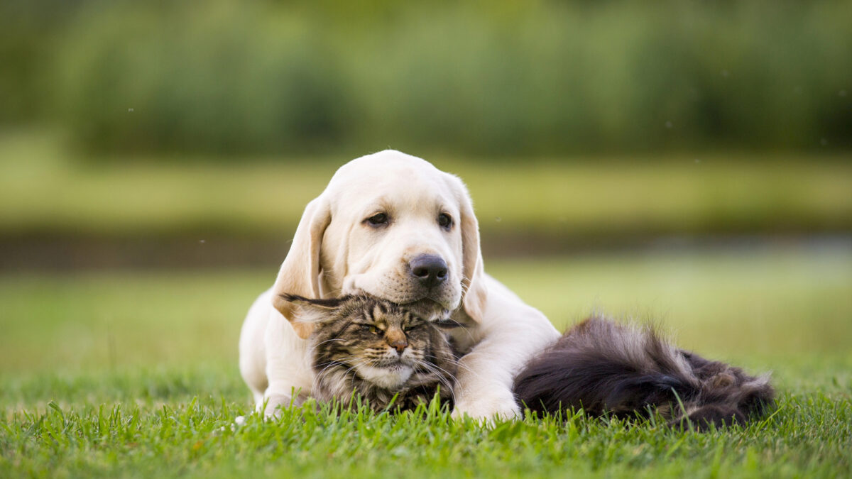 Cat and puppy friendship