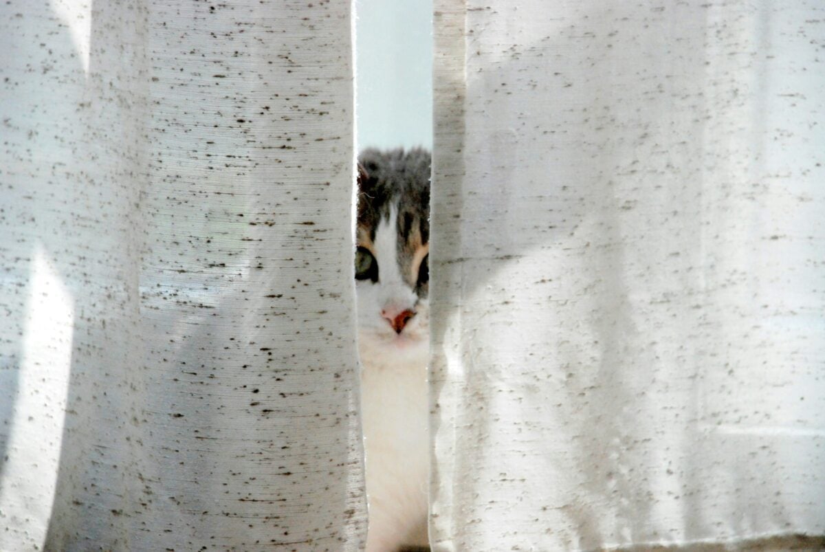 Cat hiding behind curtains.