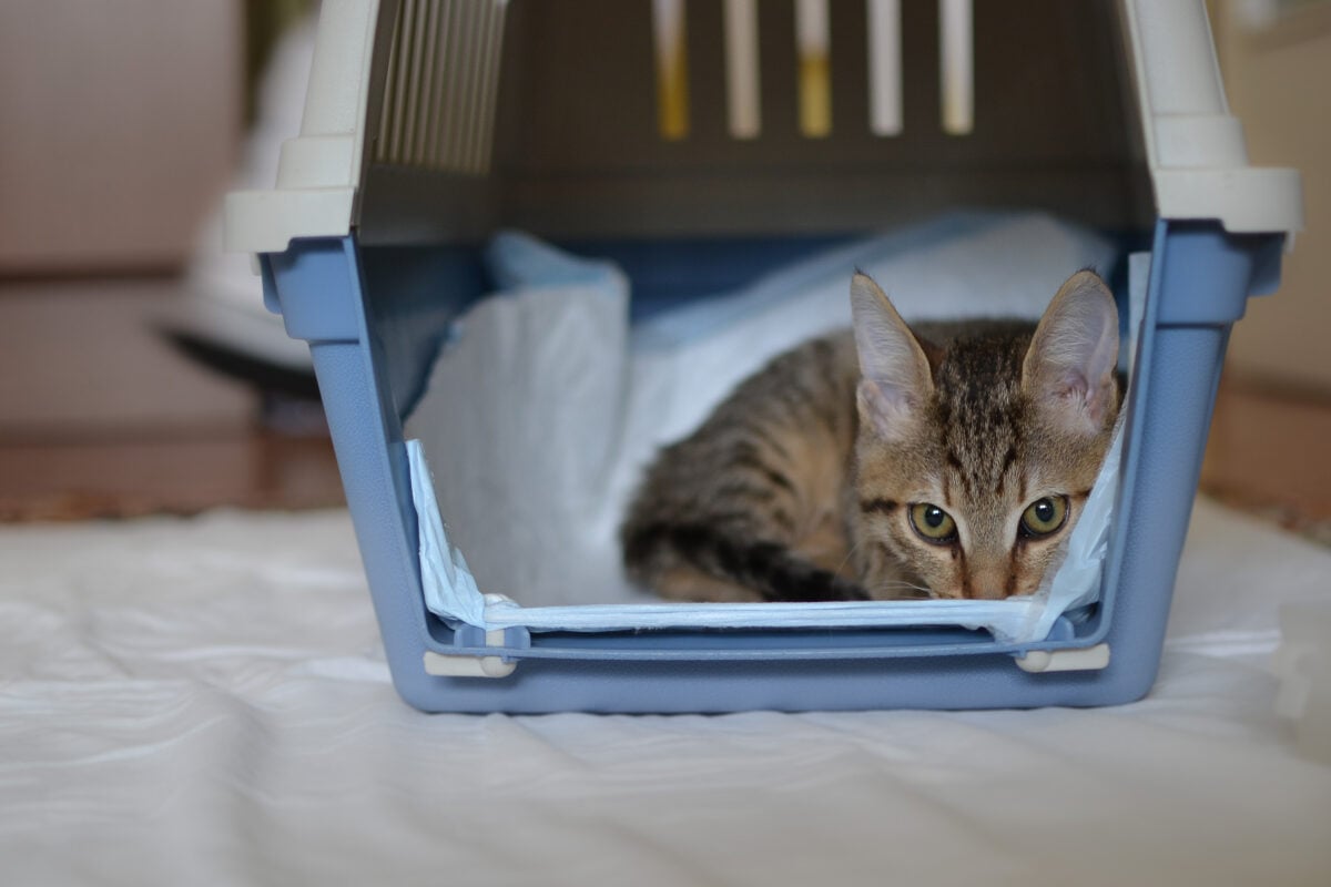 Tabby cat looking scared in a cat carrier.