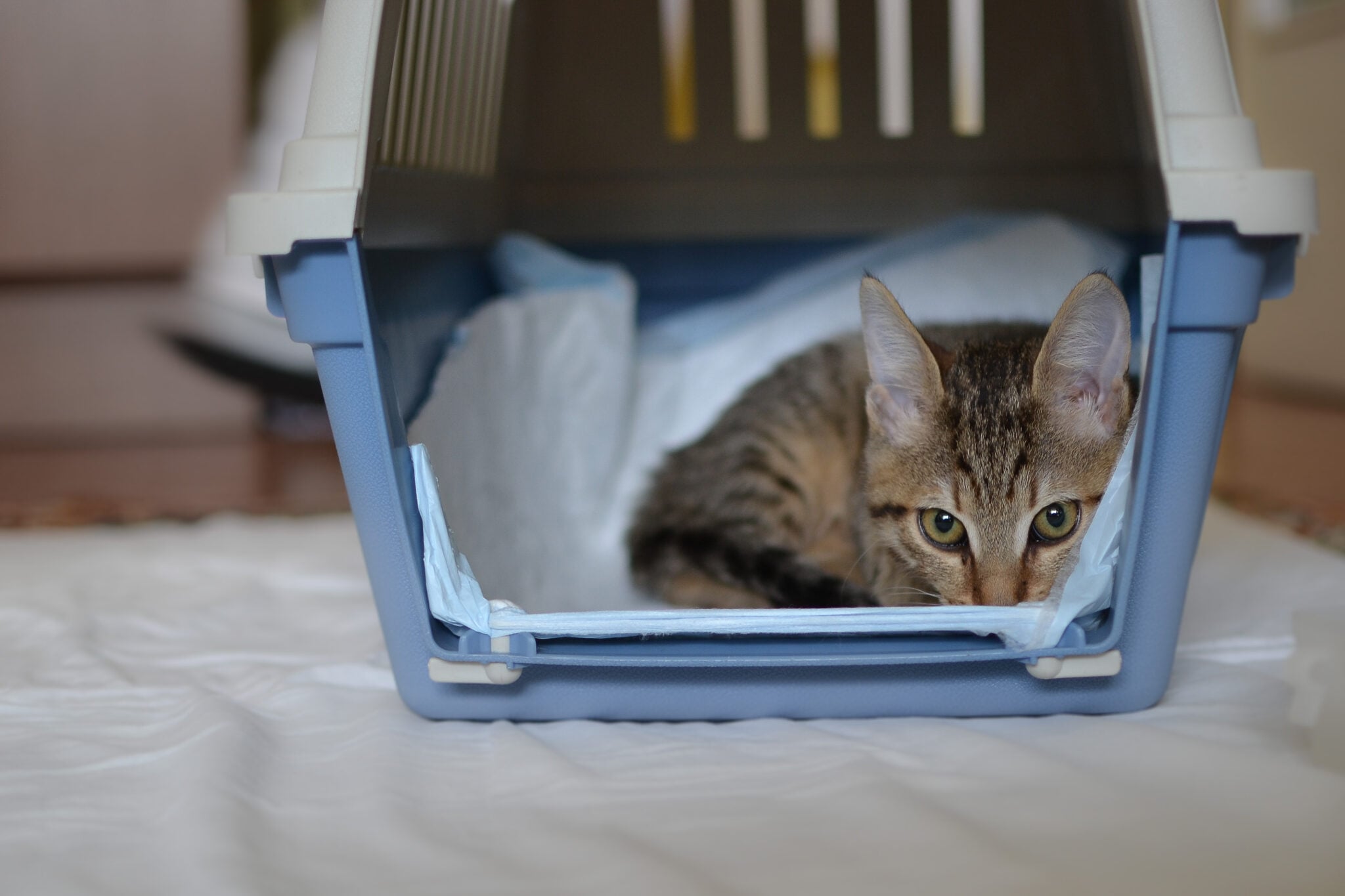 Image showcasing What Are Cats Scared Of? Explaining The Sudden Threat Of Everything ...