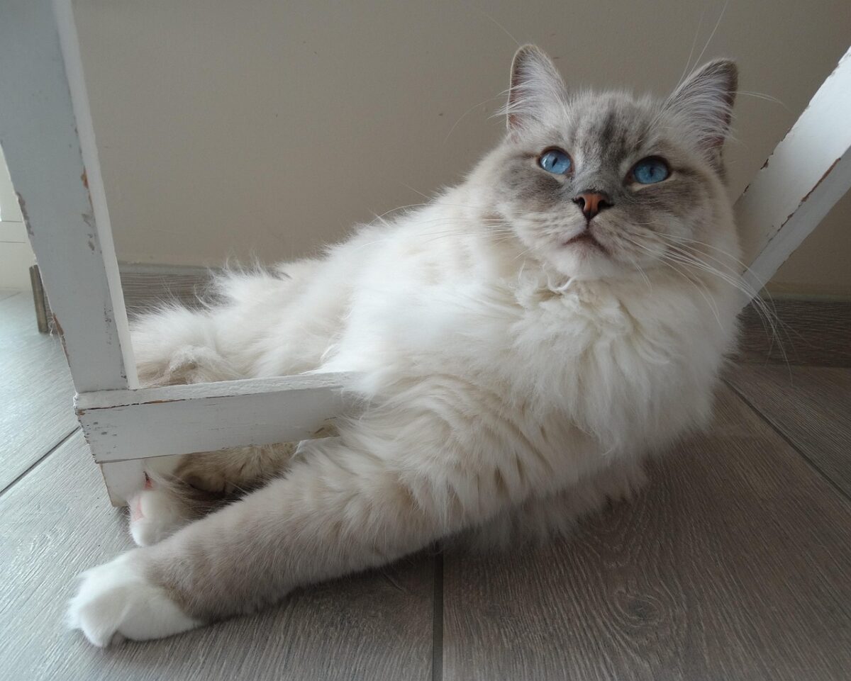 ragdoll cat with bright blue eyes, looking up