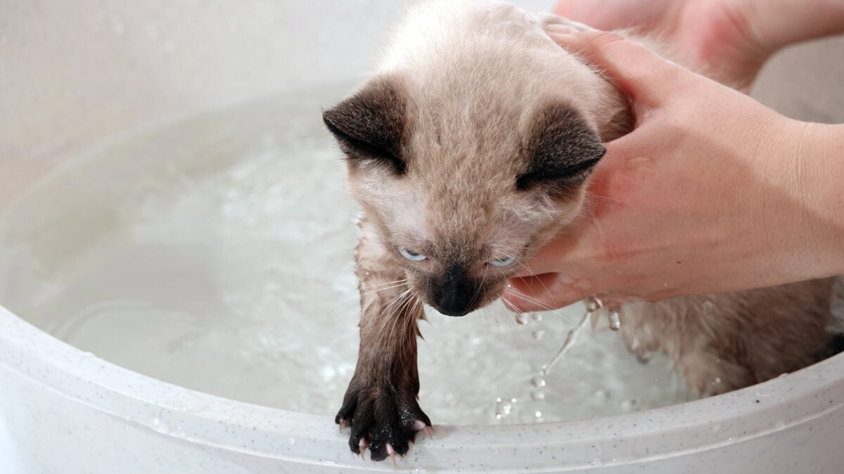 Siamese kitten clawing to get out of a sink full of water. 