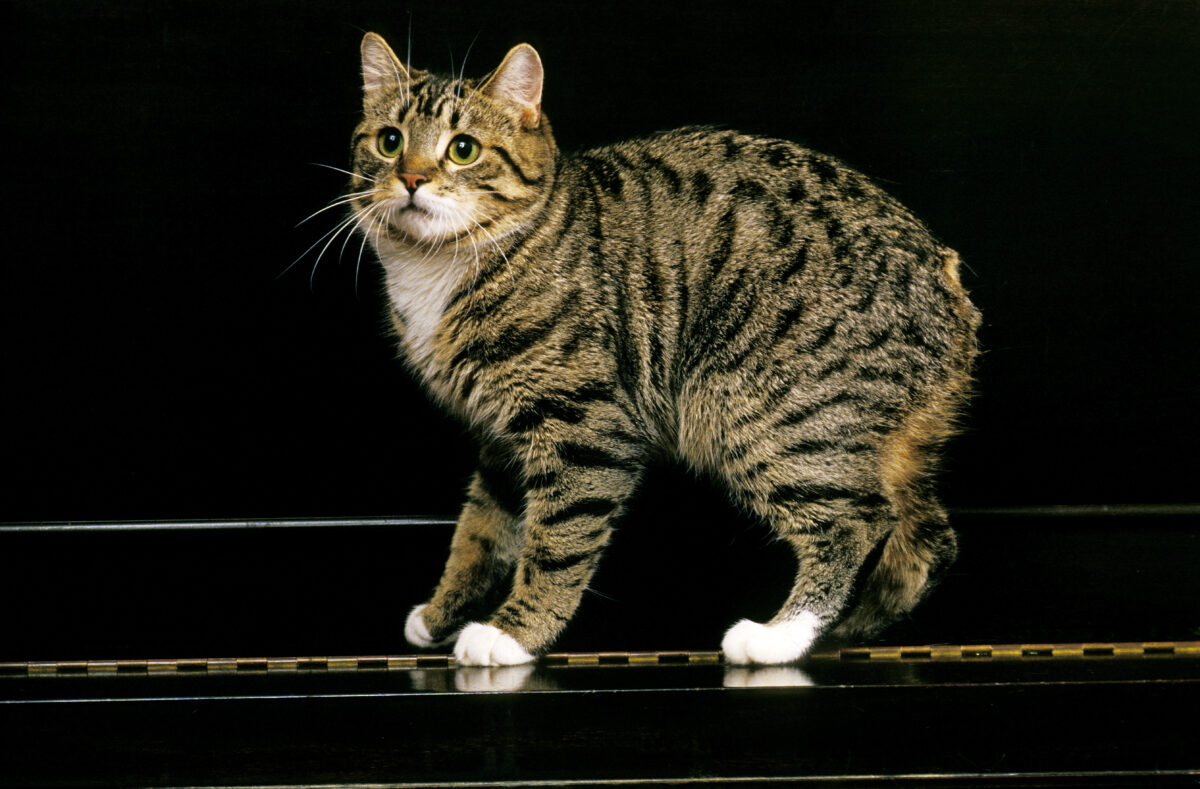 Manx Domestic Cat, a Cat Breed without Tail, Adult standing on Piano