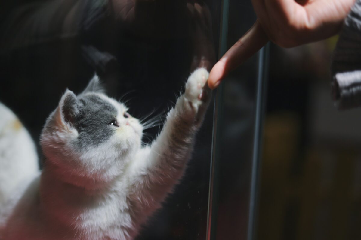 white and gray cat playing with a person's finger
