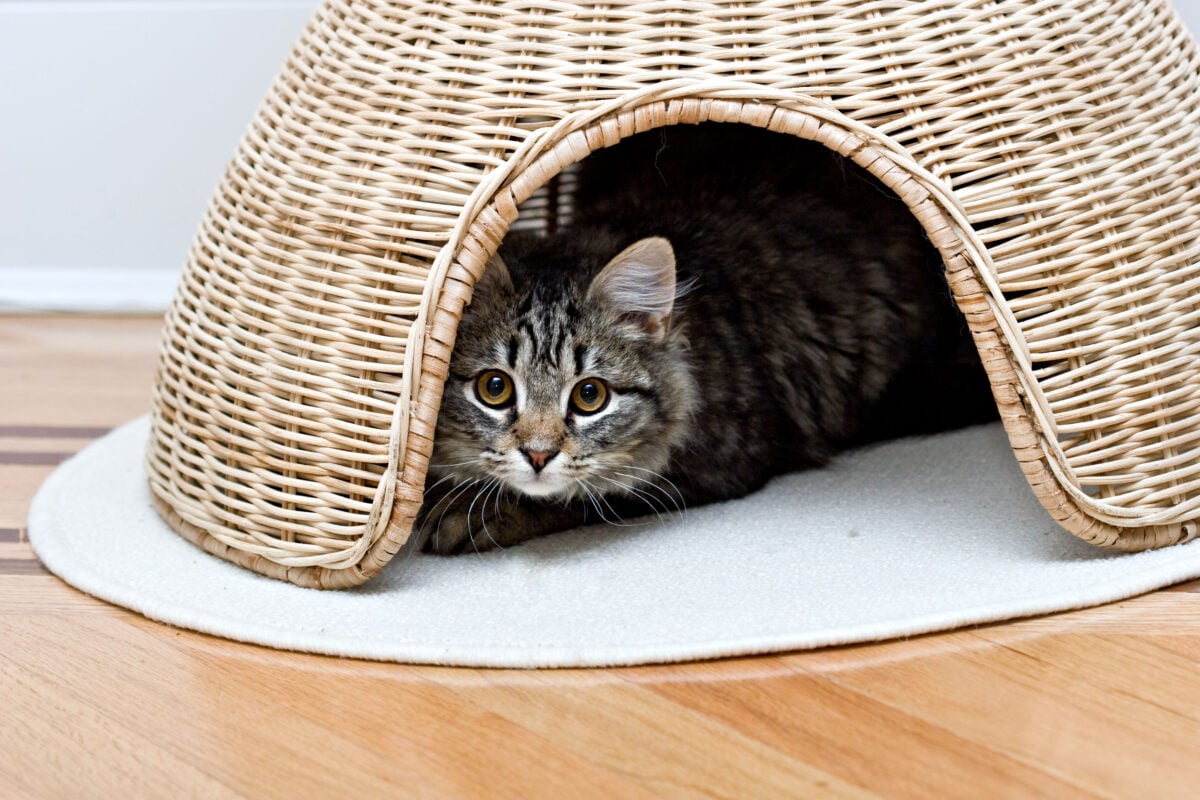 Young adorable cute cat is hiding under a basket. 