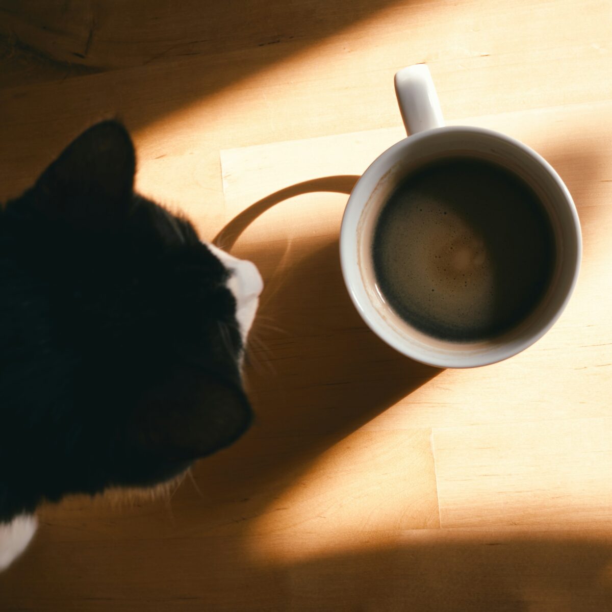 A black and white cat looking at a coffee cup on a table.