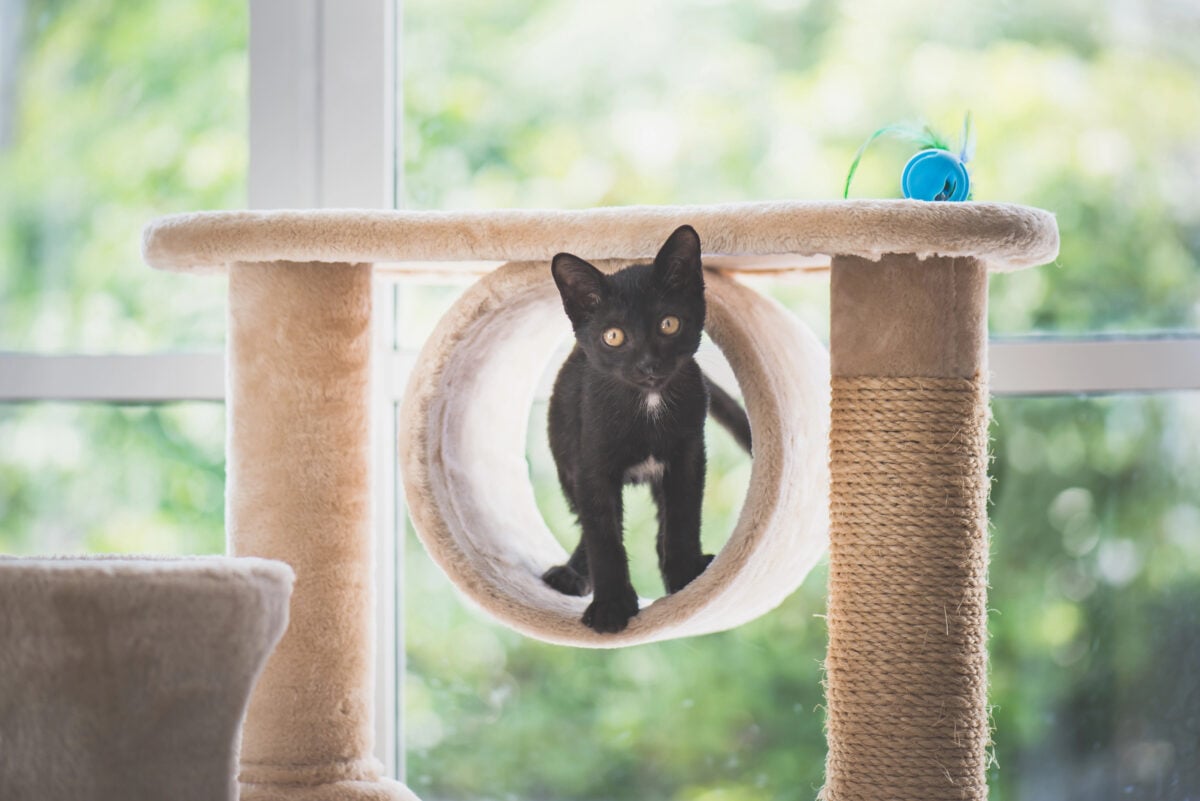 Black kitten sitting on cat tower.
