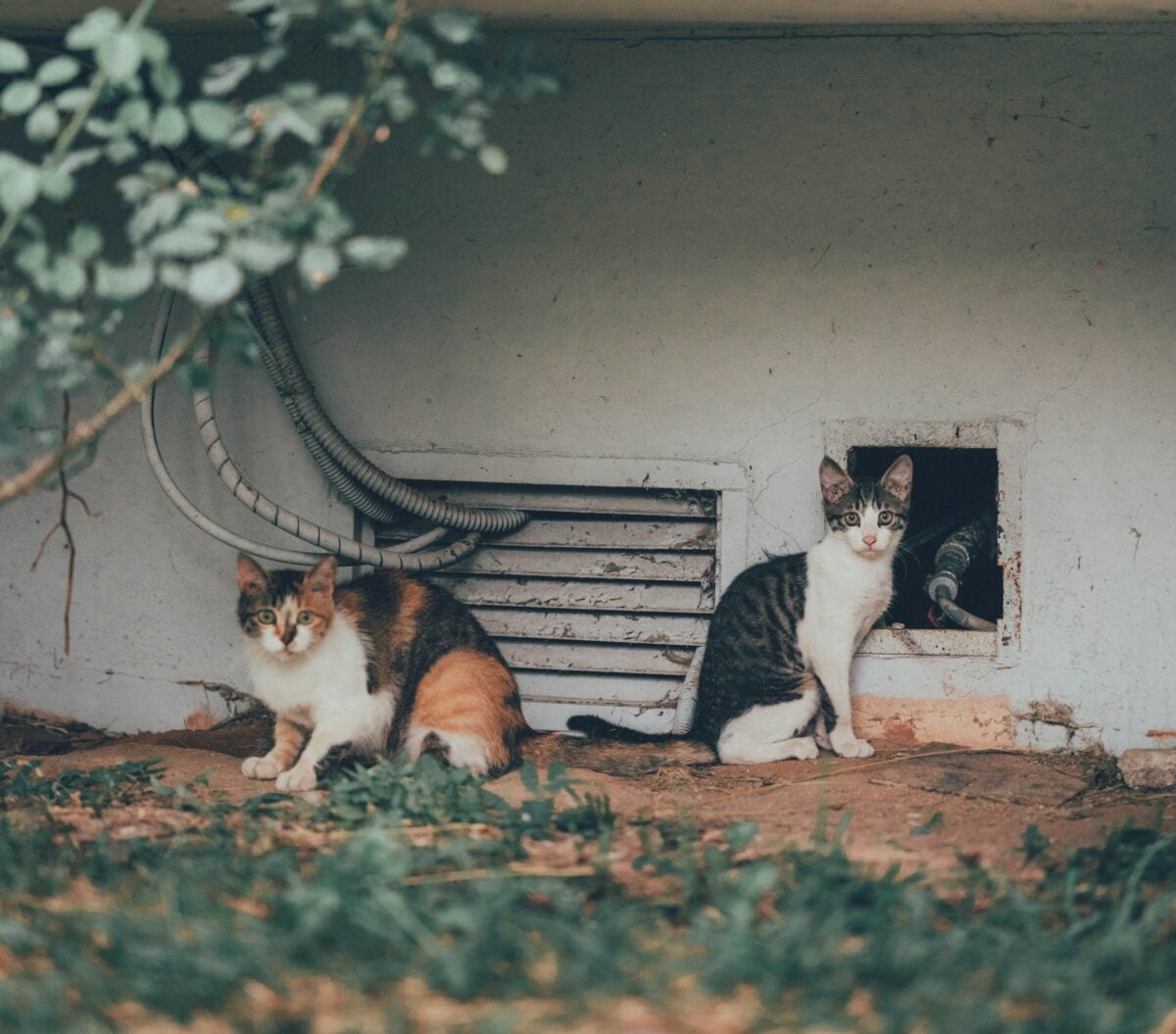 Stray cats looking alert.