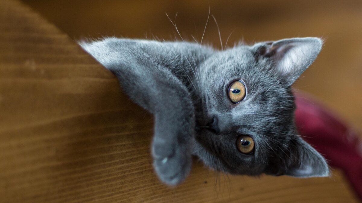 carthusian, pet, animal, kitten, cat