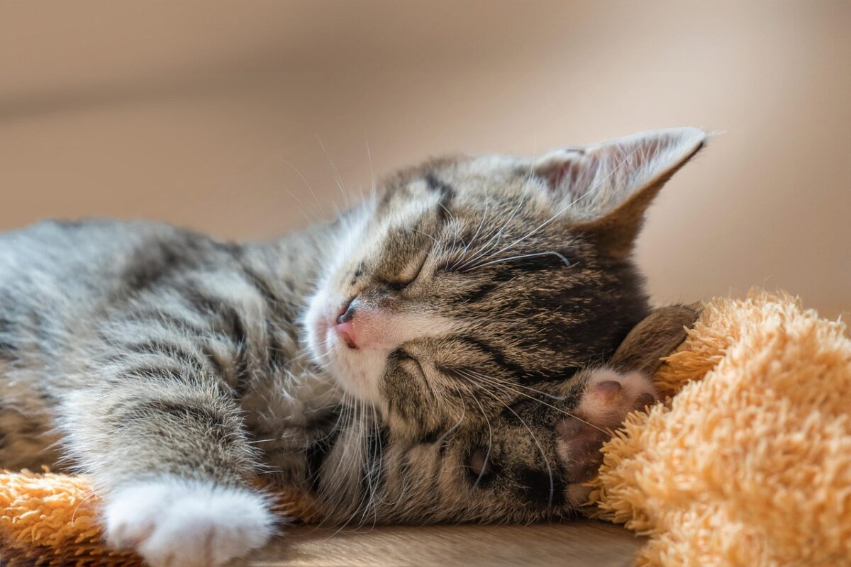 cat, asleep, small, young, pet, nature, kitten, cute, domestic animal, animal, race, breed cat, european shorthair