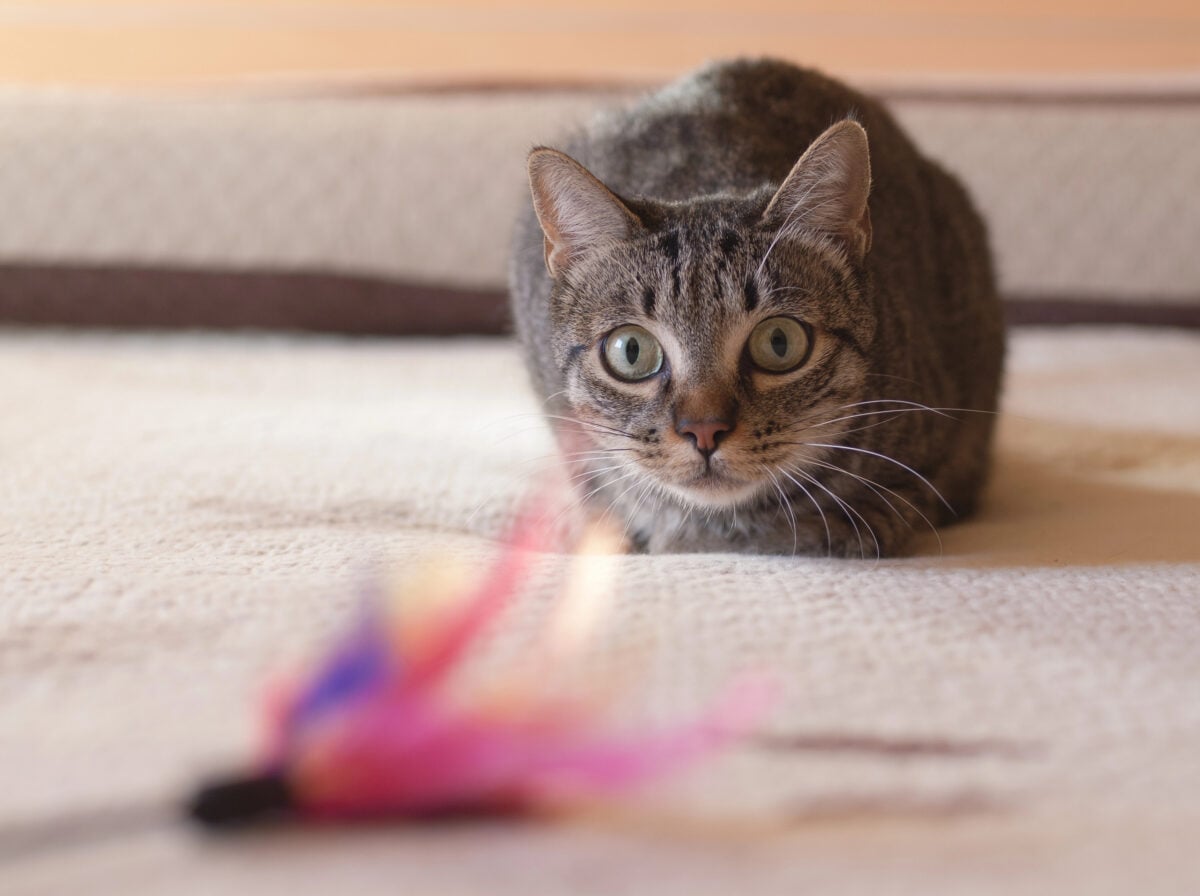 Gray Tabby Cat stalking his feather toy.
