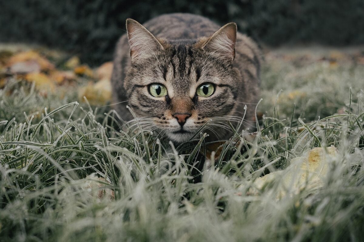 cat, tabby, field, nature, pet, animal, domestic cat, feline, mammal, cute, meadow, grass, portrait