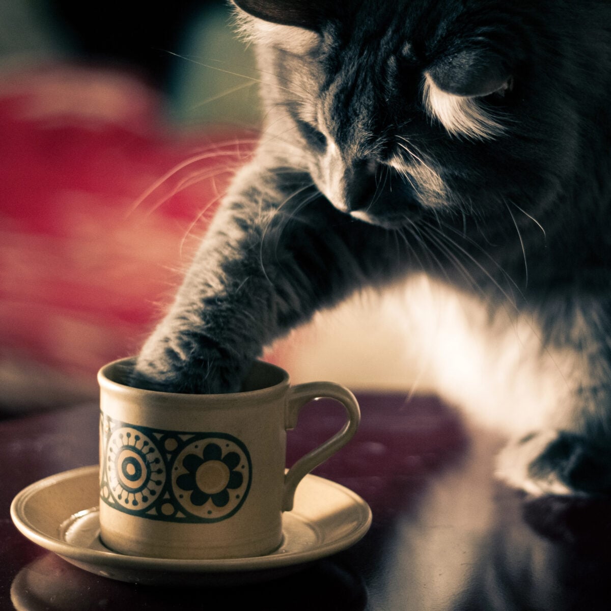 Gray cat with paw inside a coffee or tea mug,