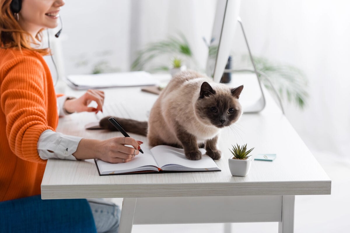 Cropped view of blurred woman writing in notebook near cat sitting on work desk.
