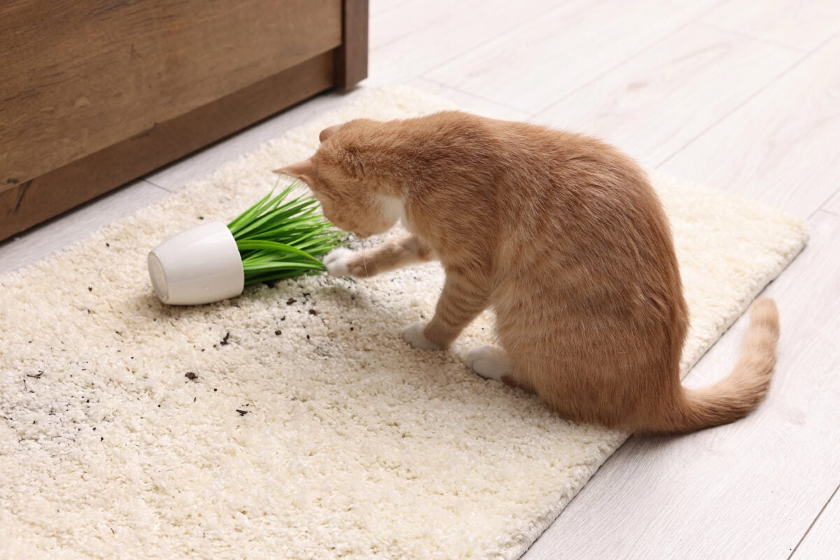 Cute ginger cat near overturned houseplant on carpet at home.