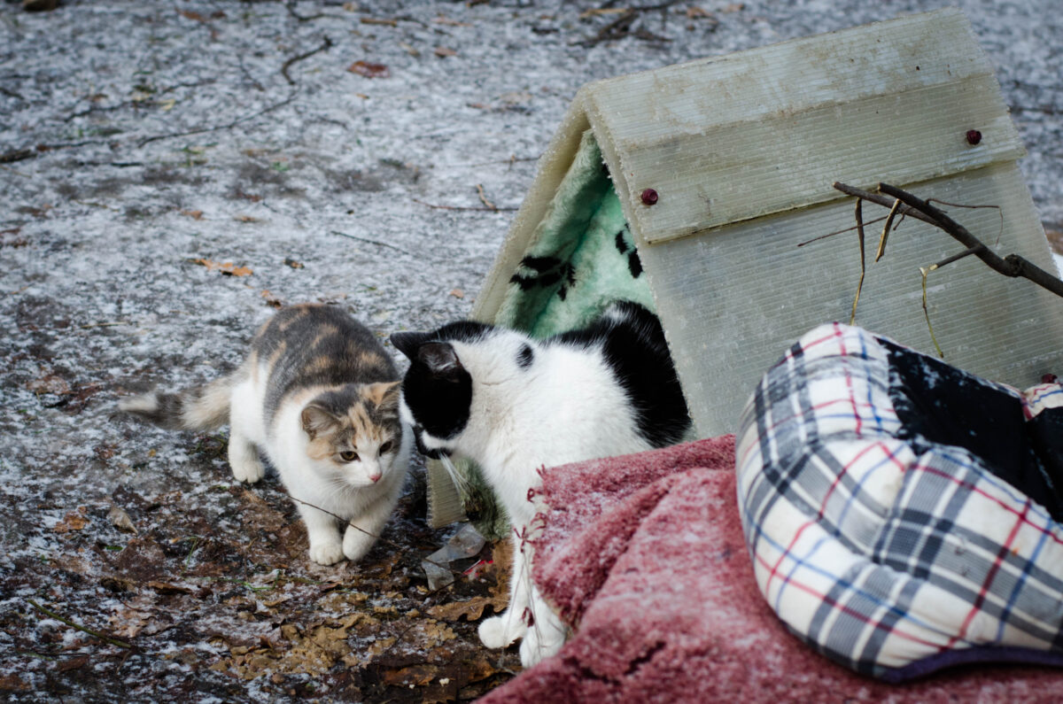Community cats stray or feral cats living outdoors in shelter.