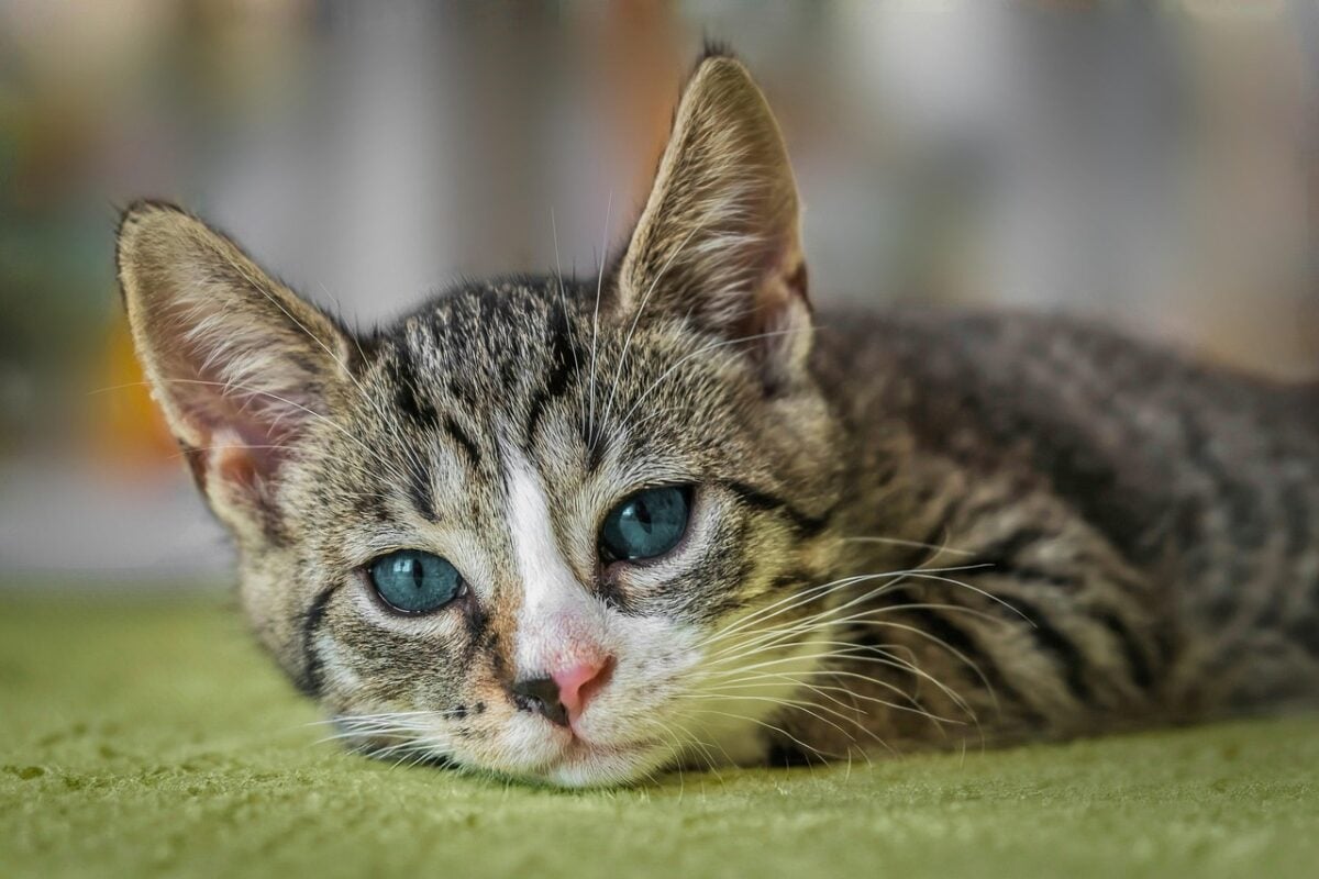 European shorthair kitten lying on carpet indoors.