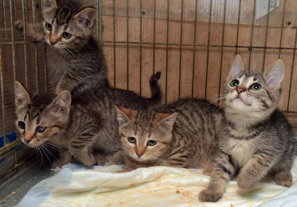 four striped kittens in a cage in a shelter