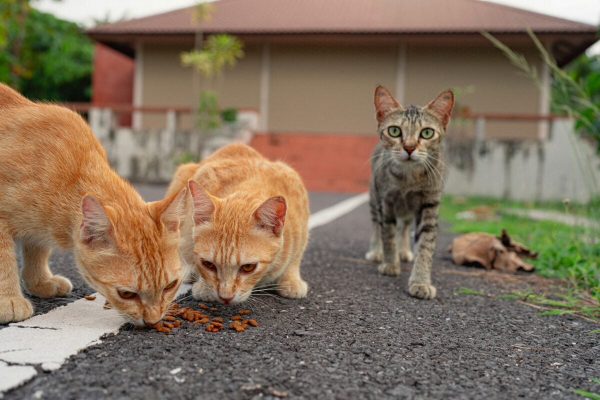 Feeding community cats.