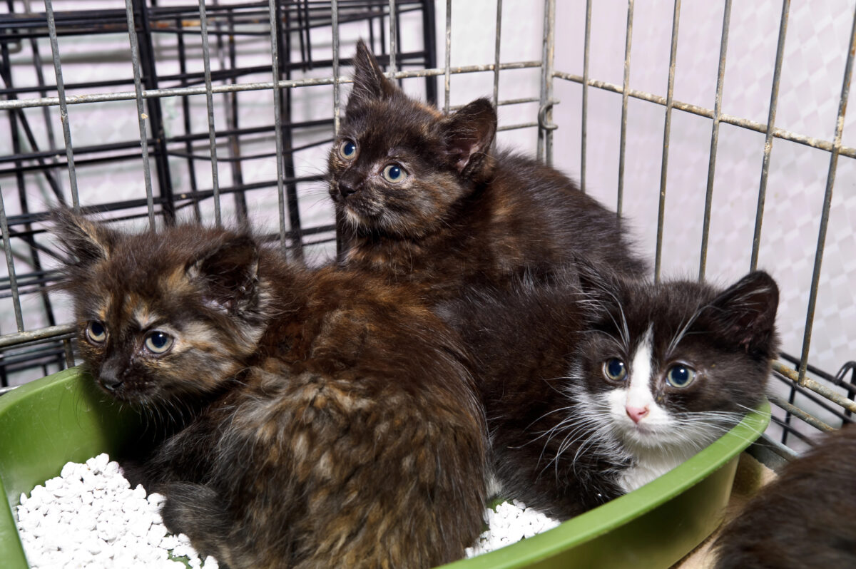 Three kittens in a cage together at an animal shelter.