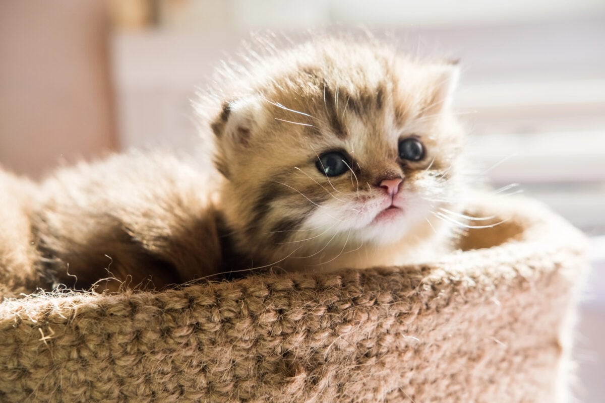 Little cute kitten of British breed in a knitted basket. Striped marble color.