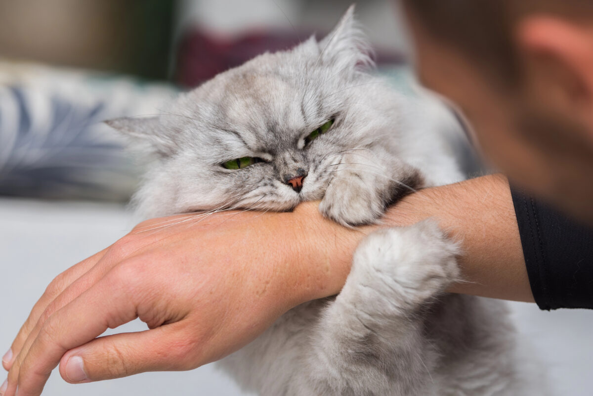 Playful persian chinchilla grumpy cat biting hand. Playing with cat.