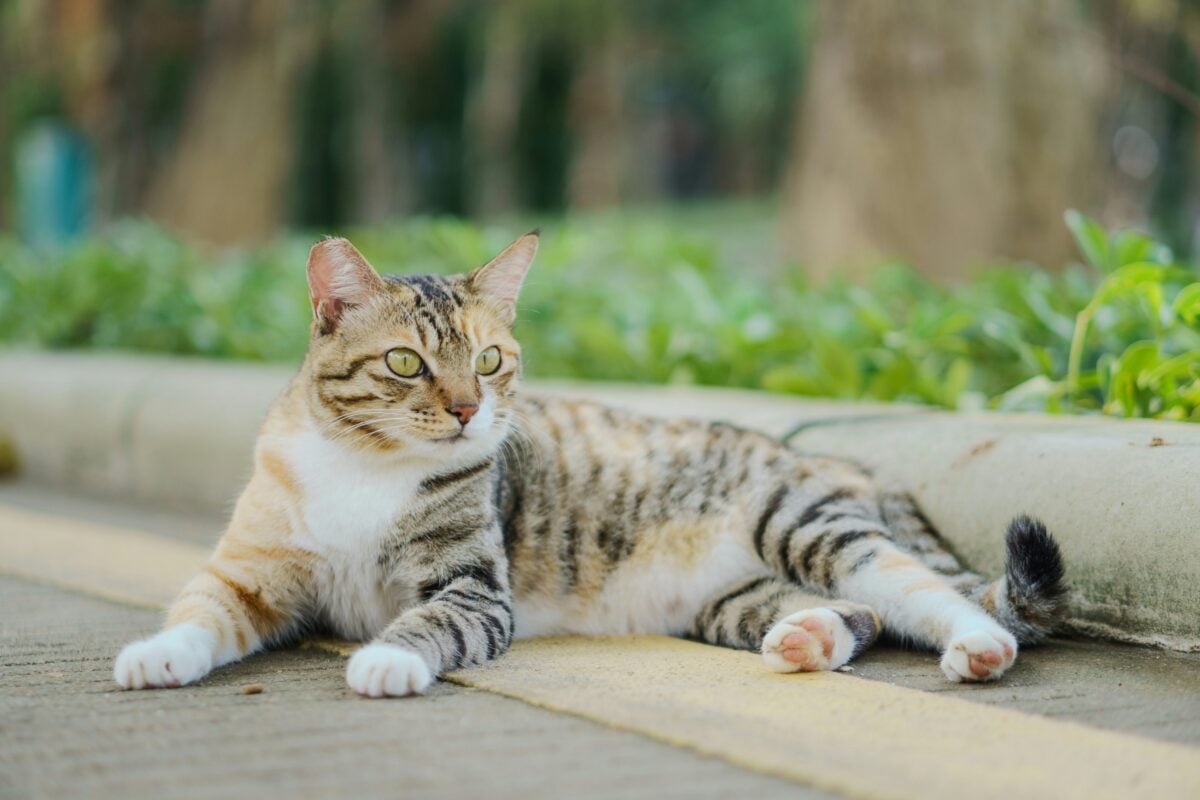 A tabby cat with tipped ear rests outside on pavement.