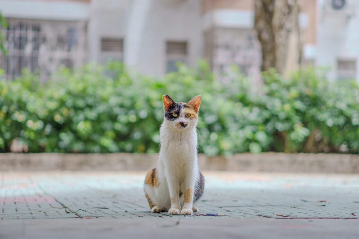 Ear-tipped community cat sitting outdoors in urban environment after TNR.
