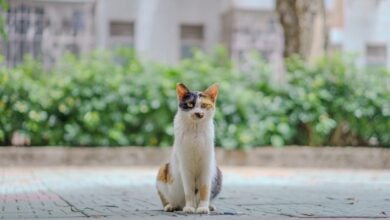 Ear-tipped community cat sitting outdoors in urban environment after TNR.