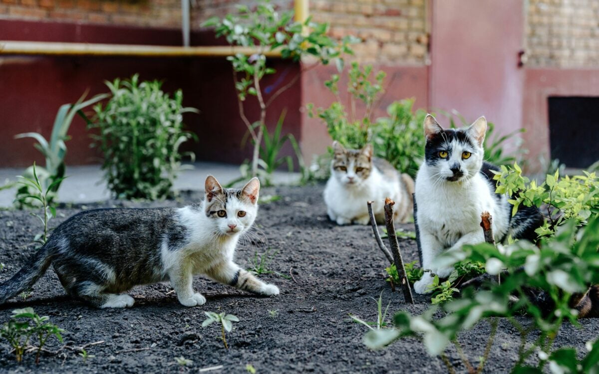 Small cat colony; three cats lounging outside.