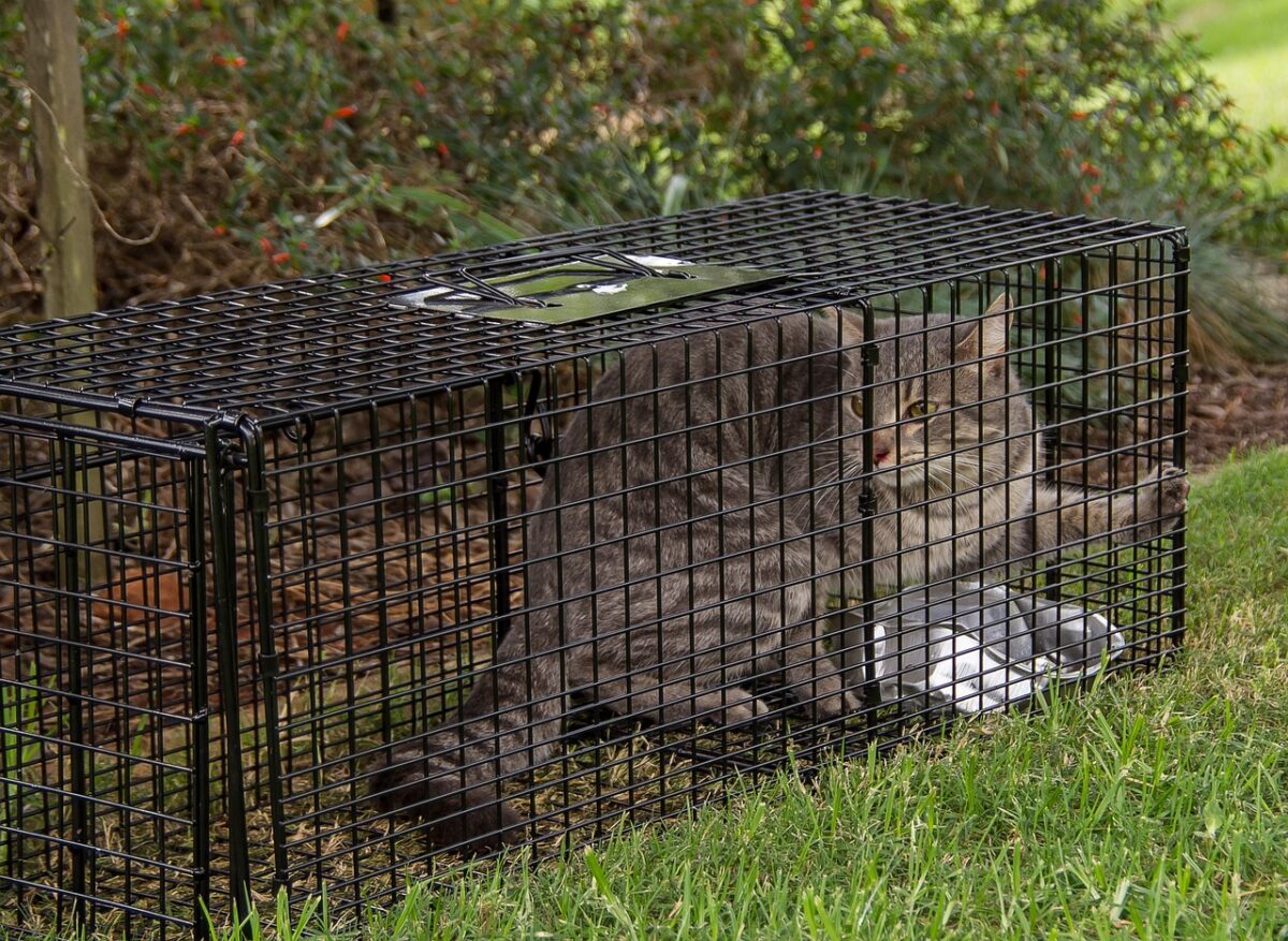 Feral cat in box trap.