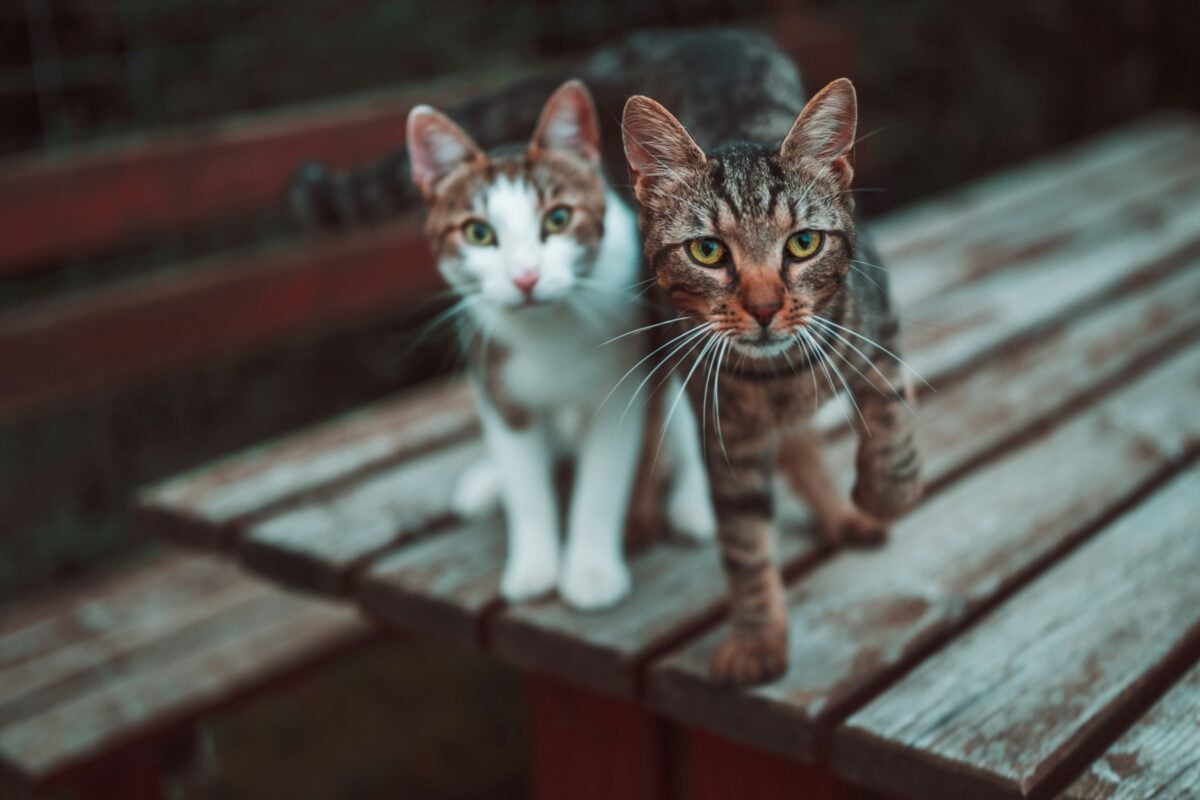 Two cats on outside table.