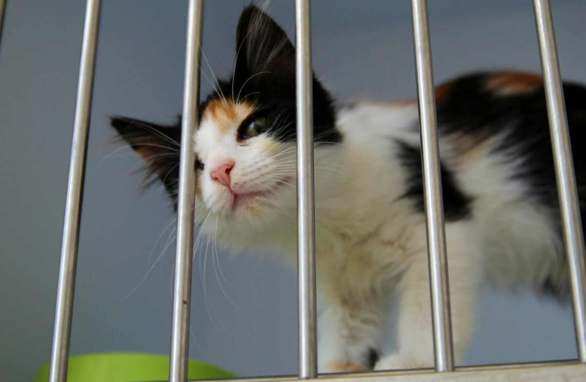 Young Calico cat behind bars in a shelter.