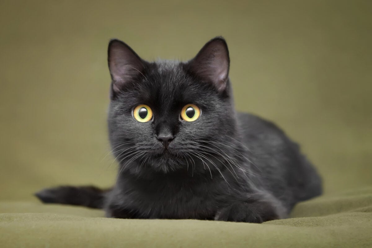 Beautiful black cat with yellow eyes