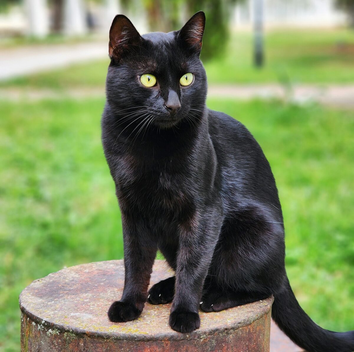 Black beautiful cat