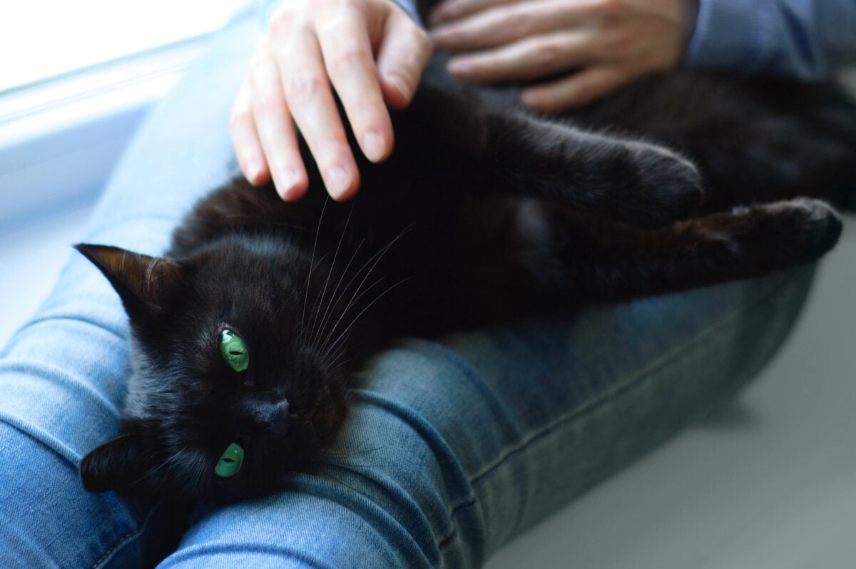 Black cat lies in the hands of a Caucasian girl. Close-up.