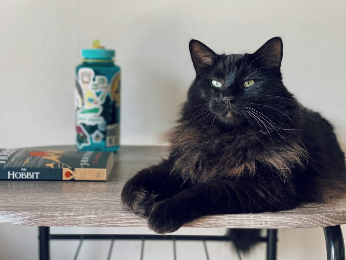 Long-haired, fluffy black cat sitting on a table.