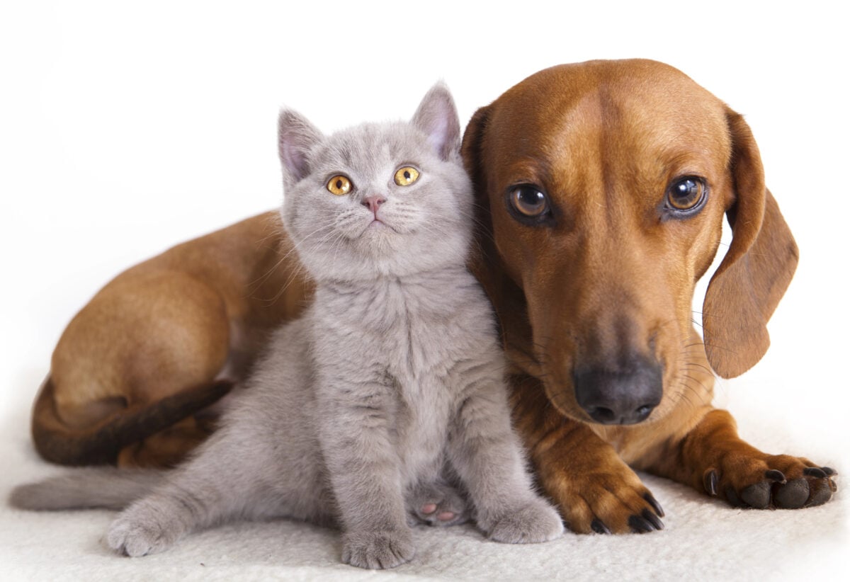 Cat and dog together staring at a camera.