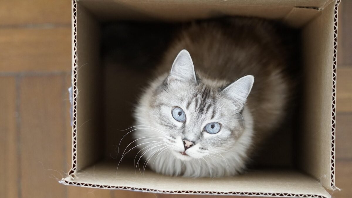 cat, box, think, kitten, feline, cartoon, happy, nature, sweet, kitty, fun, animal, pet, cute