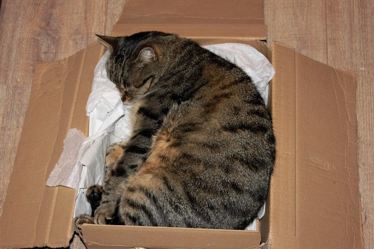 cat, animal, carton, domestic cat, pet, box, relax