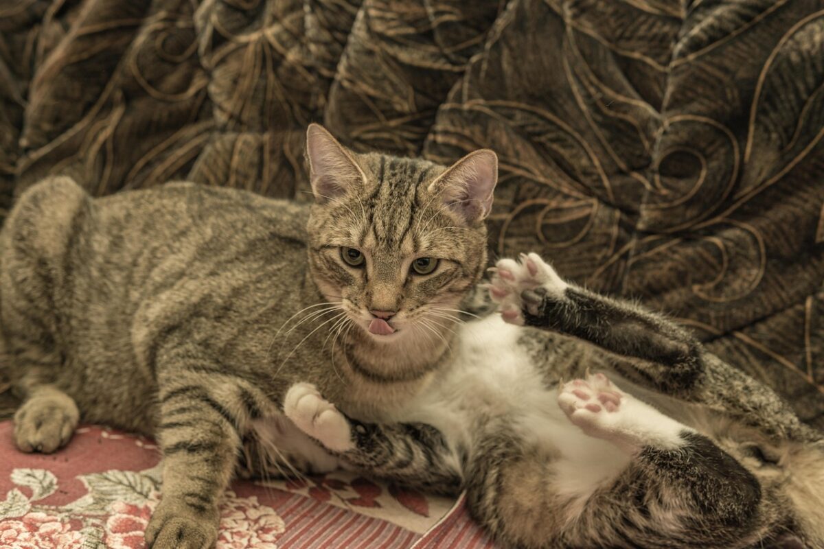 cat, european shorthair, two, bellows, young animals, race, breed cat, small, sitting, mackerel, animal, kitten, pet, domestic cat, domestic animal, cute, puss, cat baby, cat face, playful, eyes, fur, cub, cat portrait
